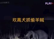 米兰体育,-德羊入狼群！场面一阵莫测，谁将破后的简单介绍