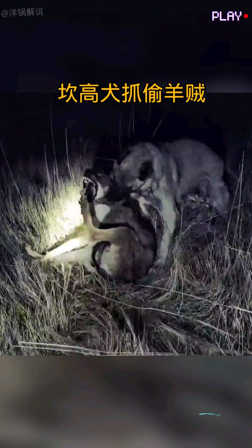 德羊入狼群！场面一阵莫测，谁将破后的简单介绍