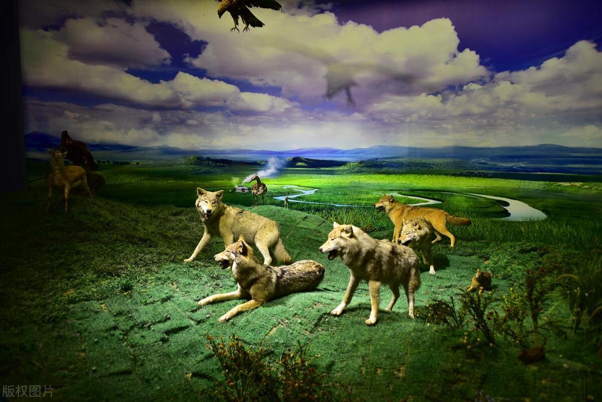 德羊入狼群！场面一阵莫测，谁将破后的简单介绍